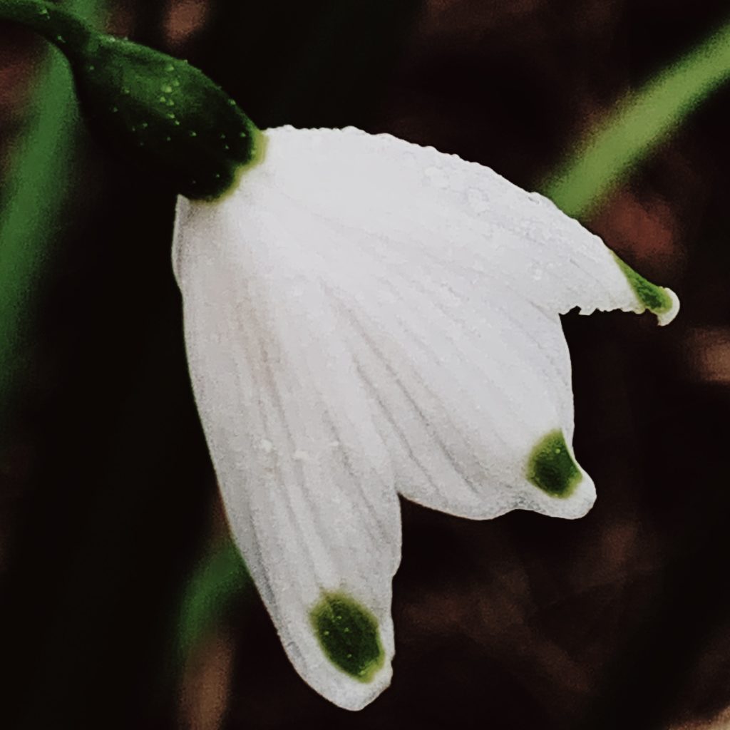 Snowdrops (Galanthus)